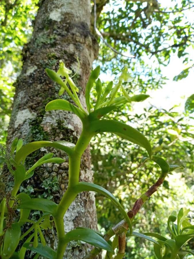Epidendrum 2