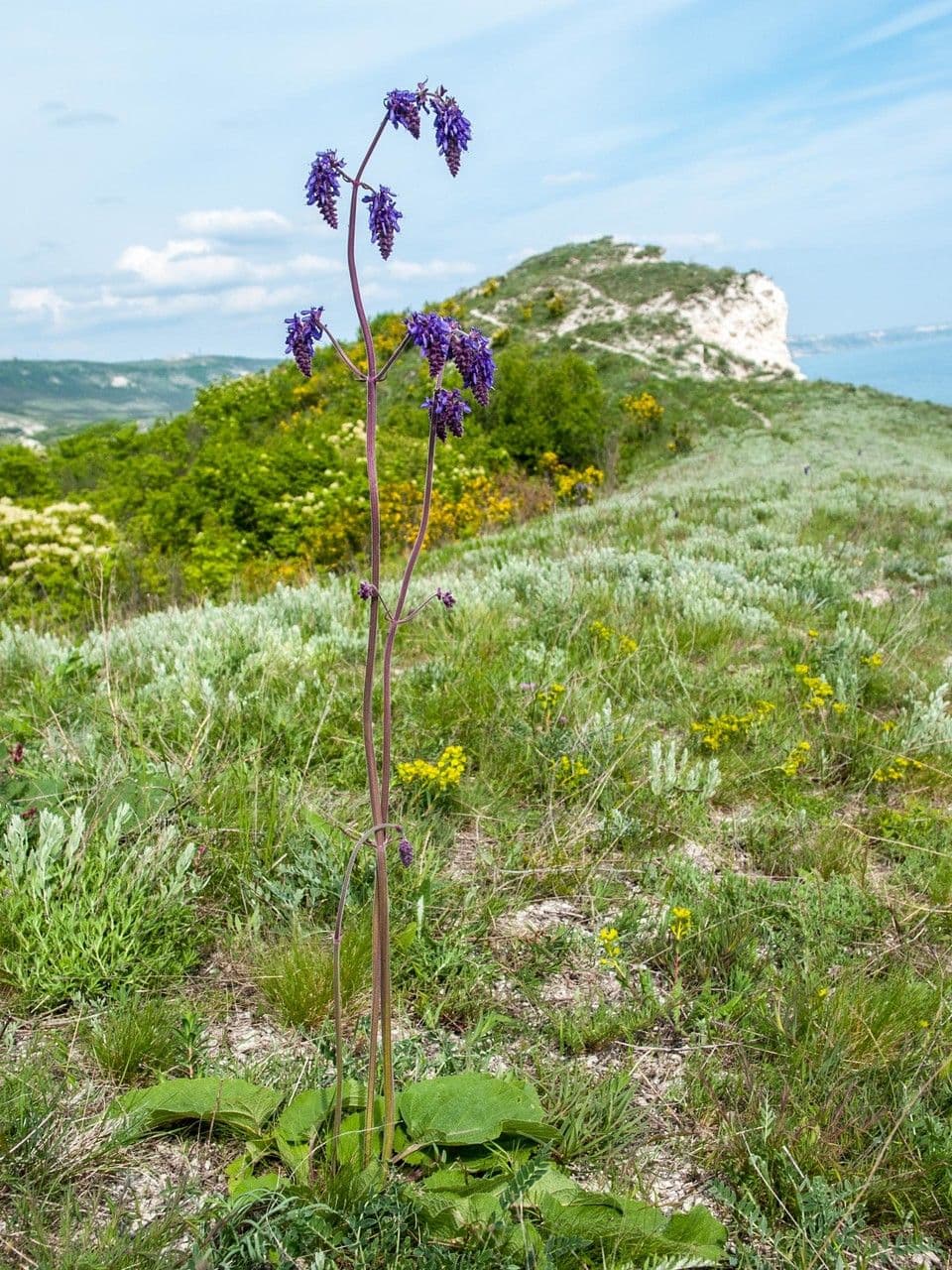 Salvia pendula 7