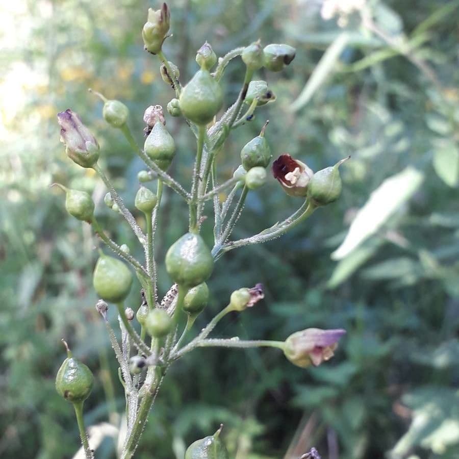 Escrofularia 6
