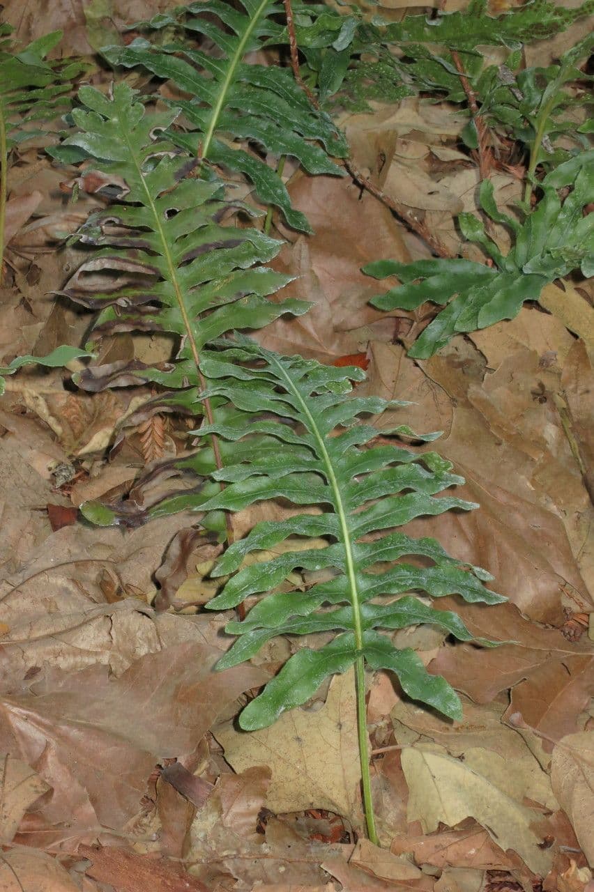 Polypode coriace 5