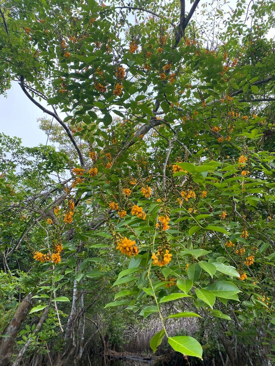 Pterokarpus santalinový 6