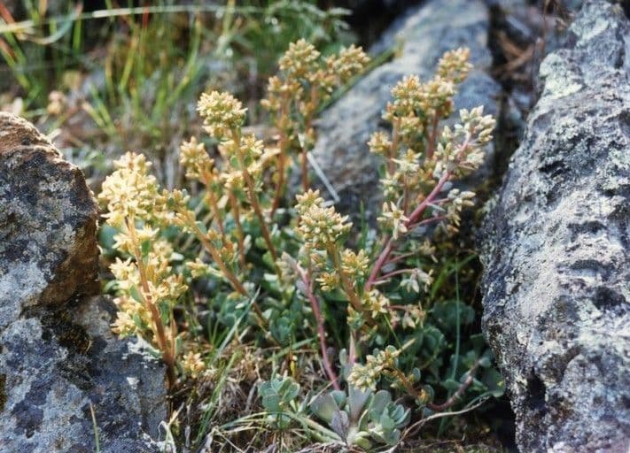 Sedum 8