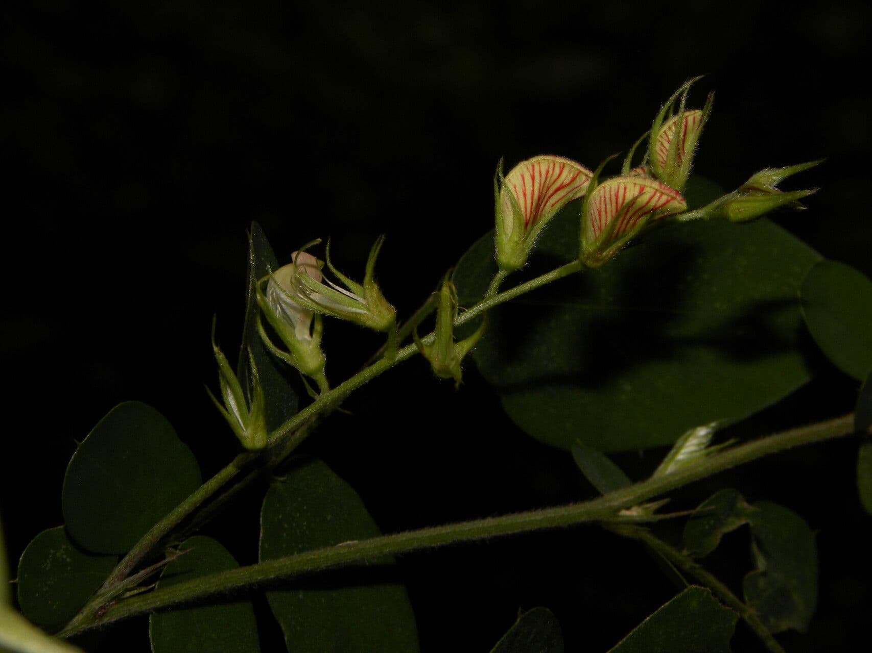 Coursetia caribaea 6