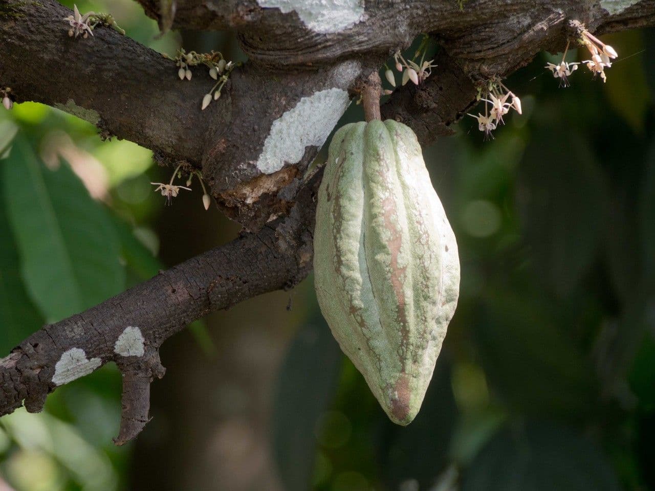 Cacao 9