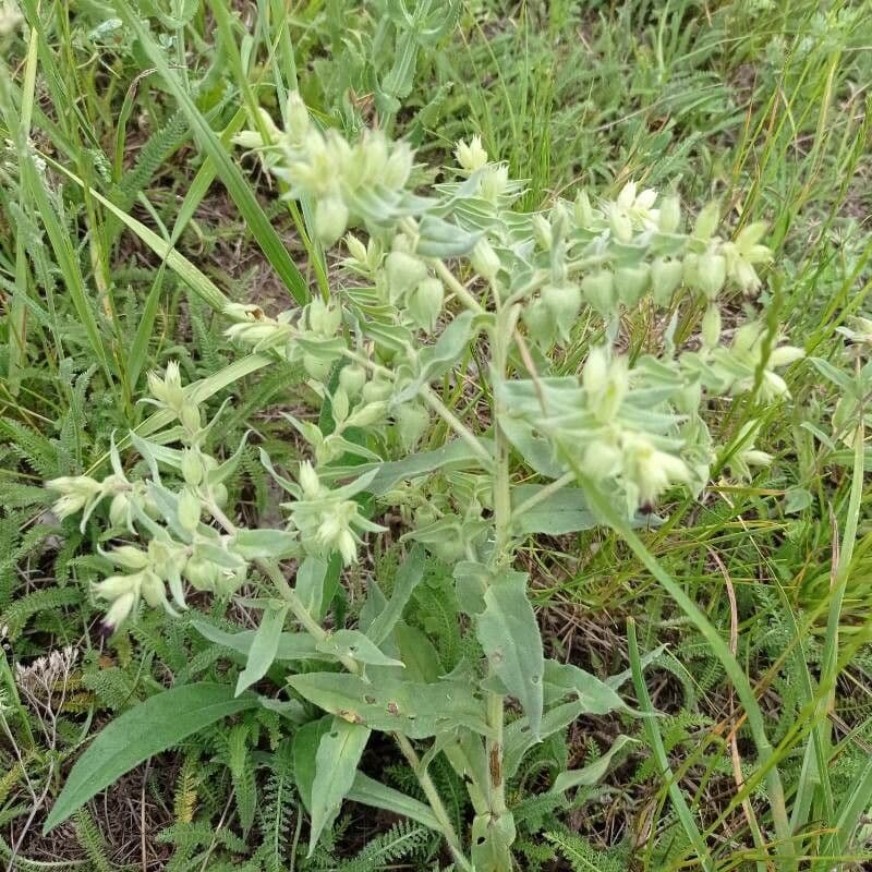 Nonea pulla 8