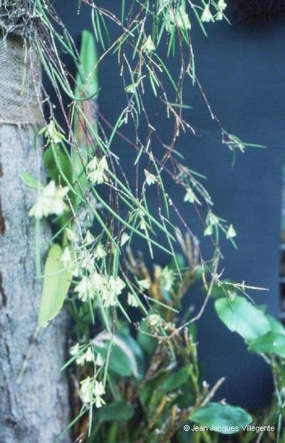 Native dendrobium 7