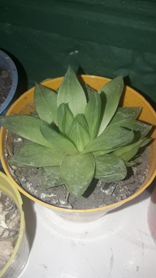 Haworthia 17