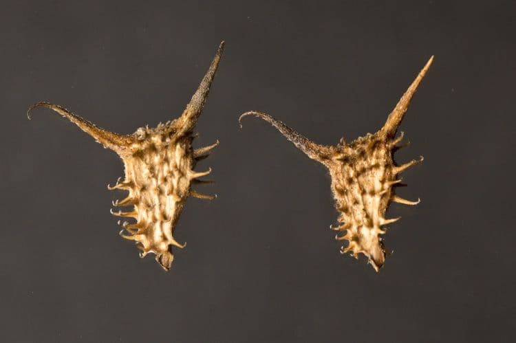 Acanthospermum 4