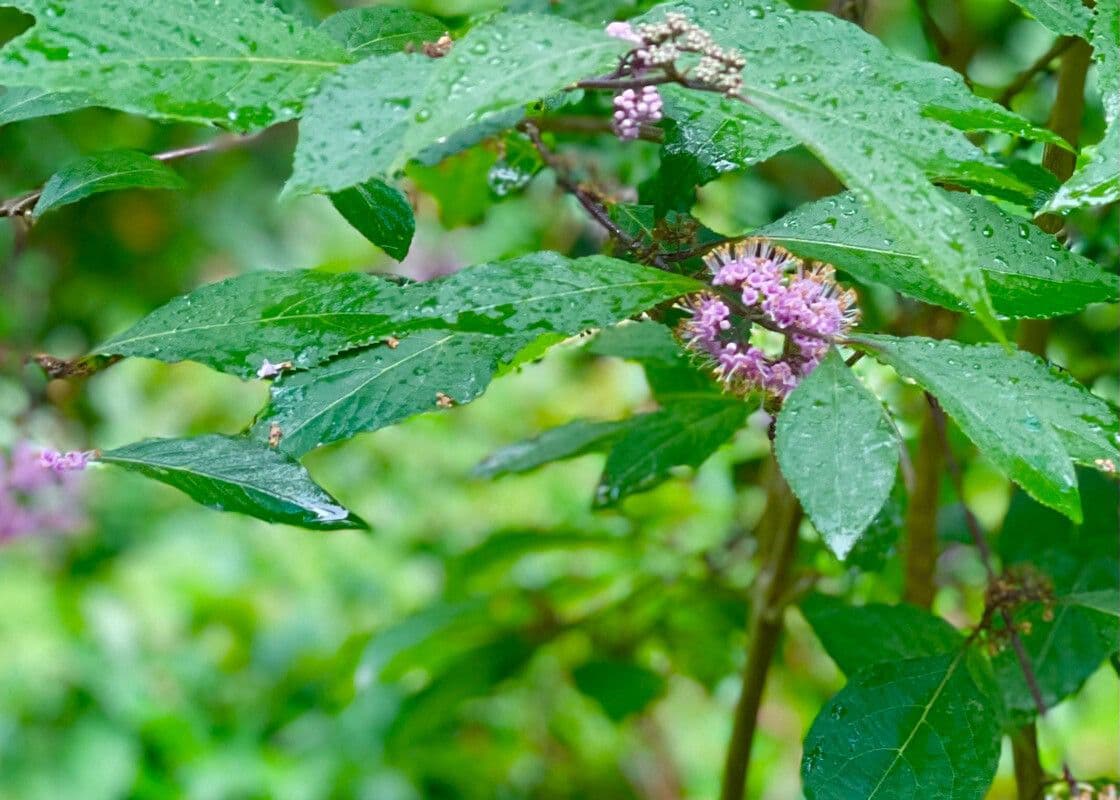 Callicarpa giapponese 16