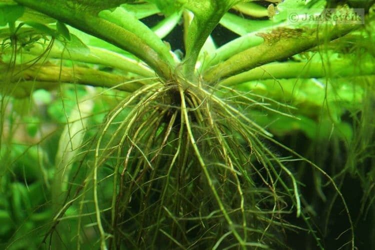 Floating fern