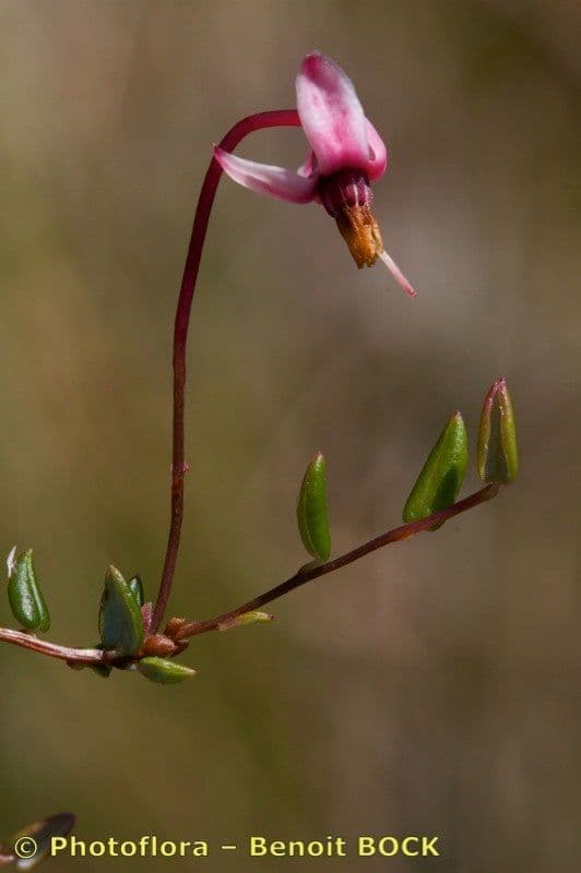 Vaccinium microcarpum 22