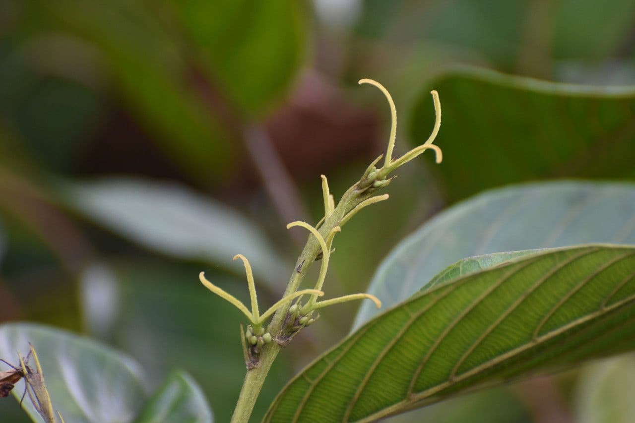 Hancea intera