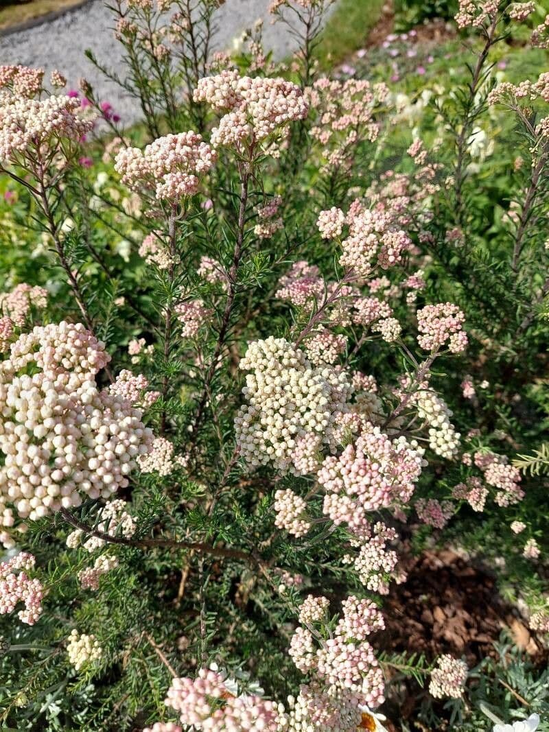 Ozothamnus 3