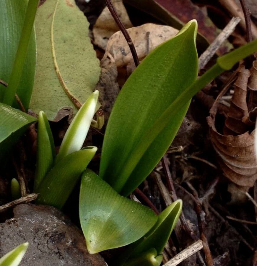Sněženka podsněžník 20