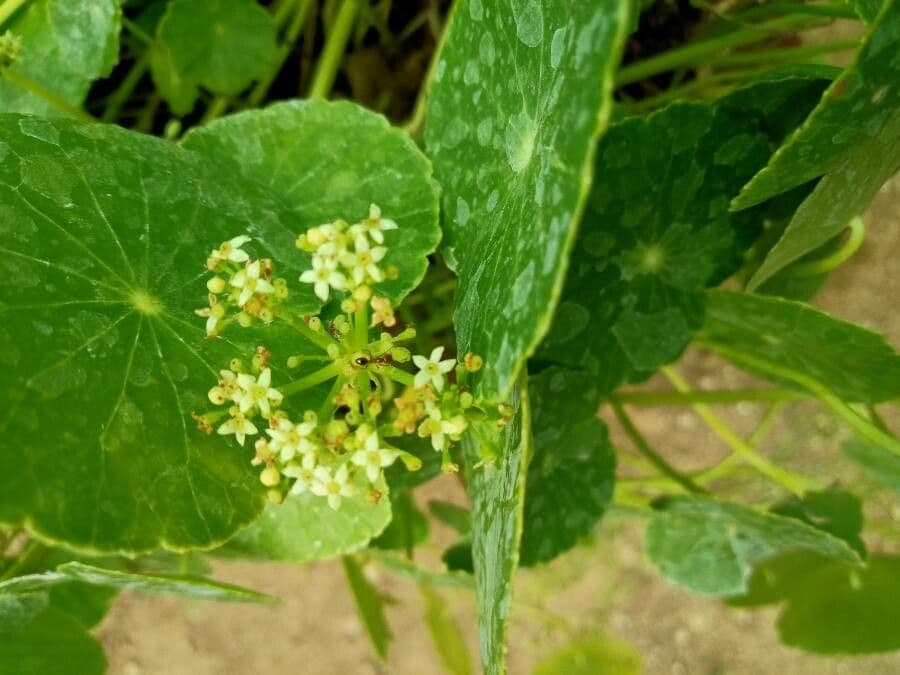 Hydrocotyle bonariensis 6