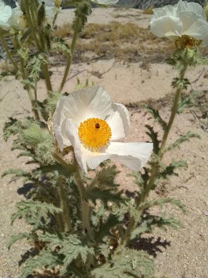Argemone