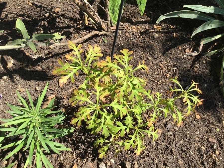 Argyranthemum 9