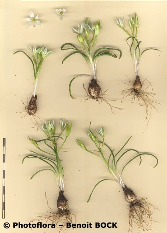 Ornithogalum 20
