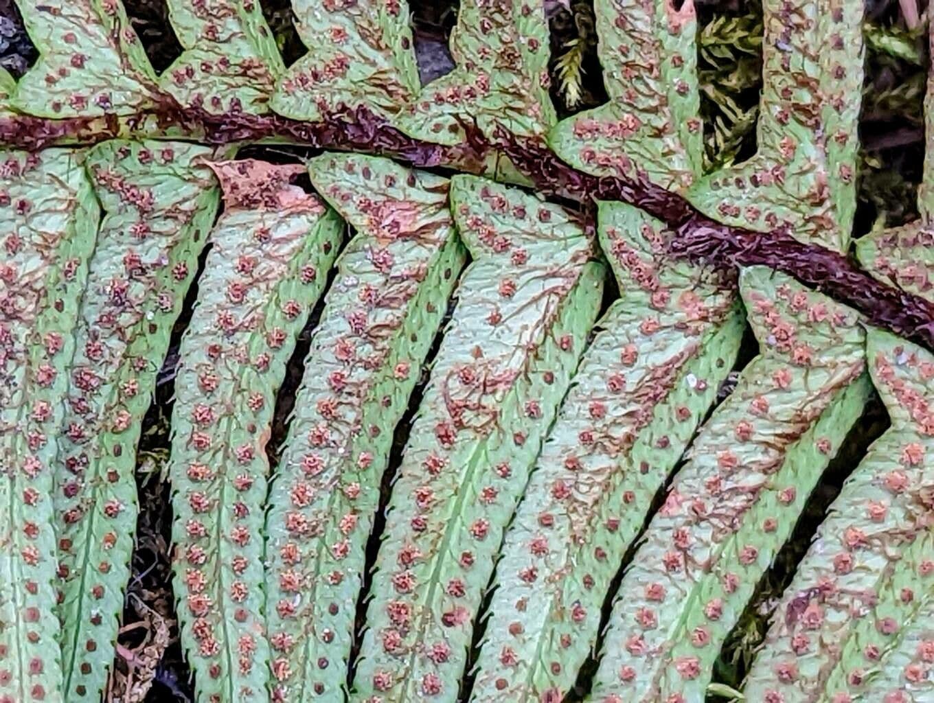 Polystic à épées 4