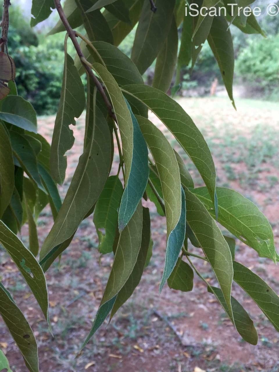 Kombretum 13