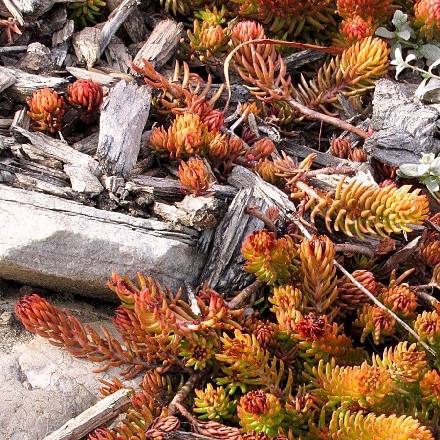 Sedum lanceolatum 15