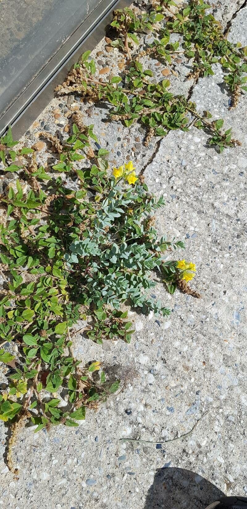Linaria 8