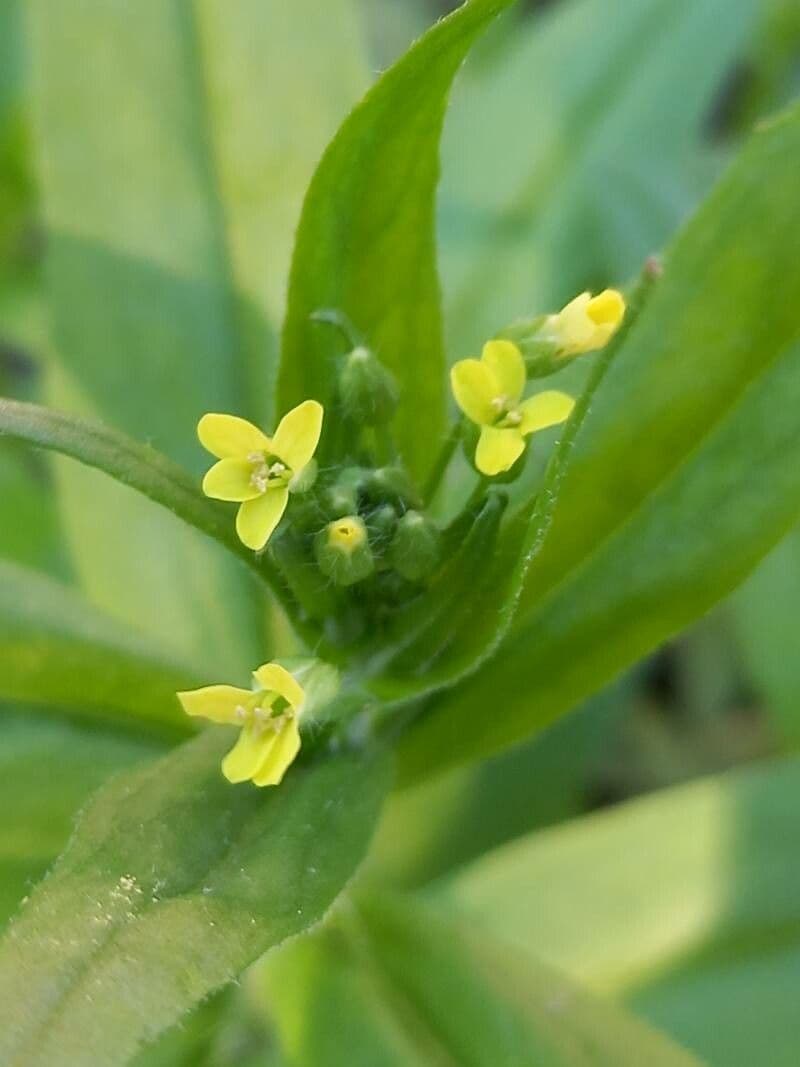Camelina 10