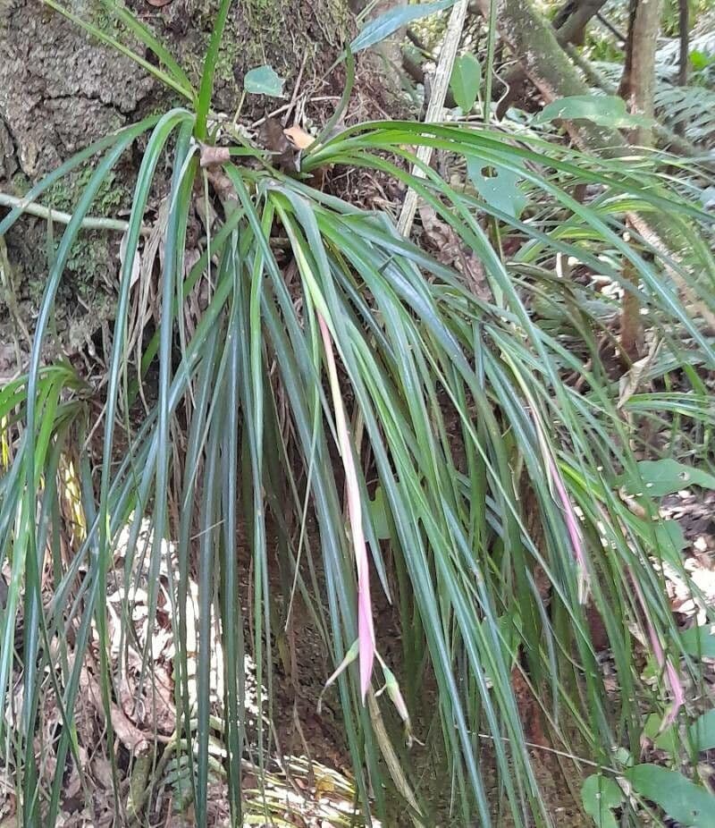 Billbergia pendula 7