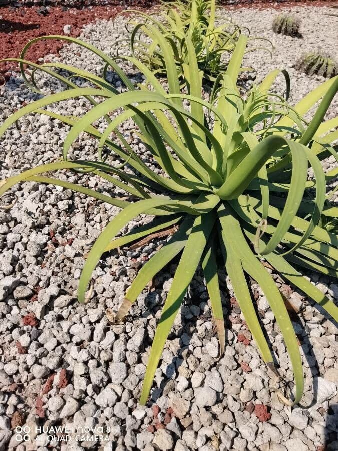 Agave 9