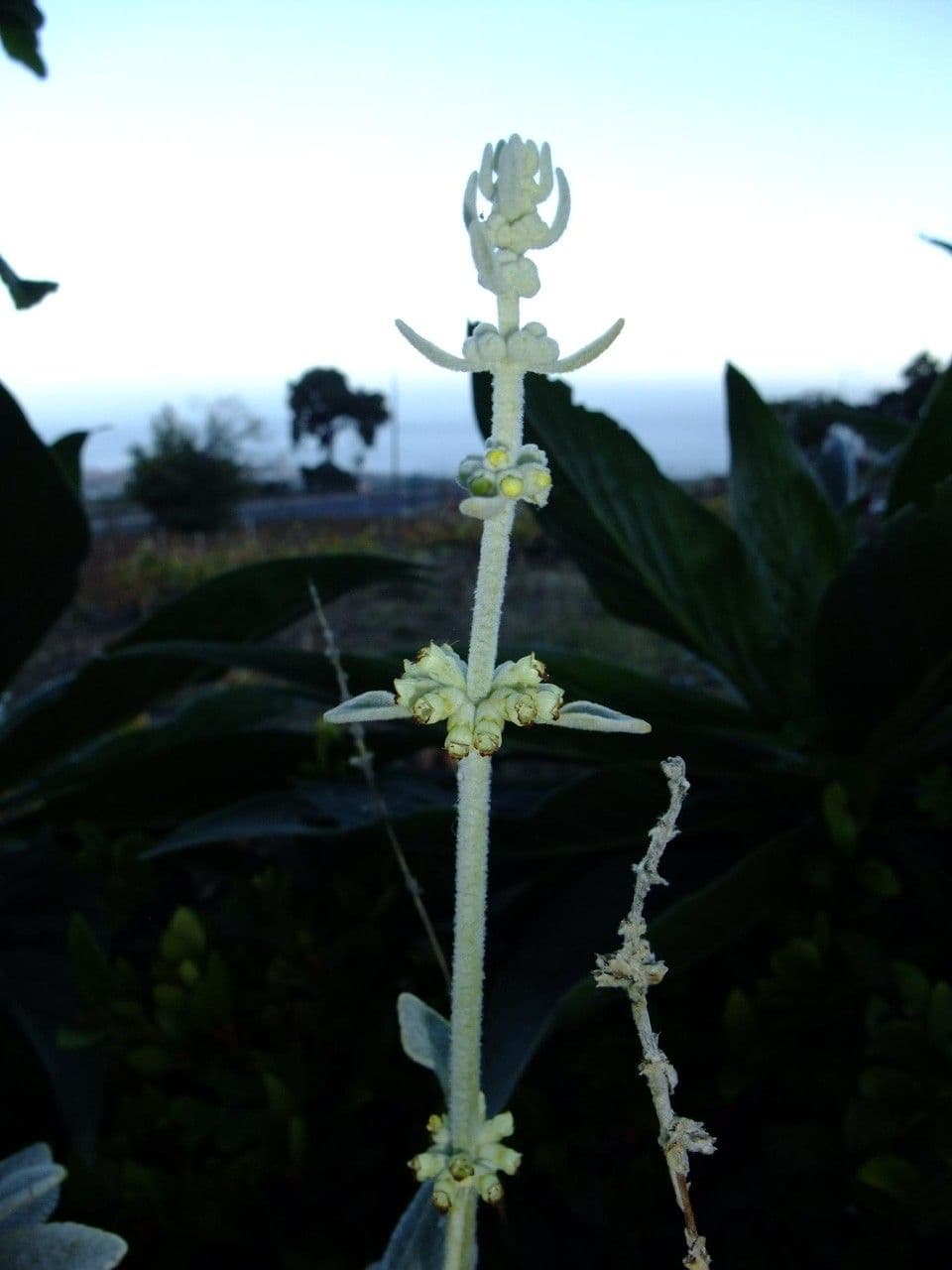 Sideritis 18