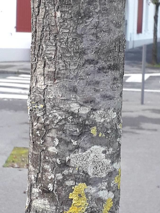 Pero di Callery 25