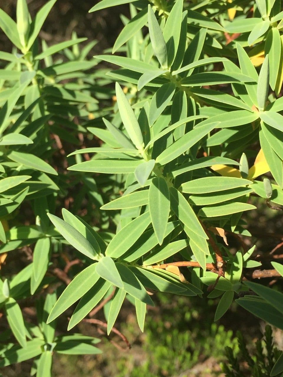 Millepertuis lancéolé 26