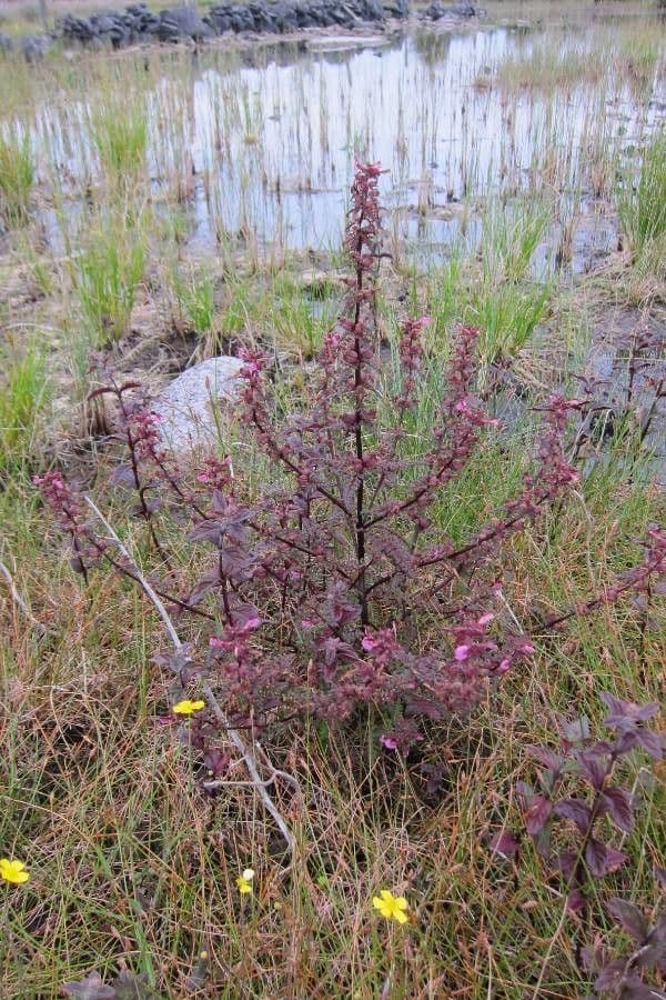 Pedicolare palude 20