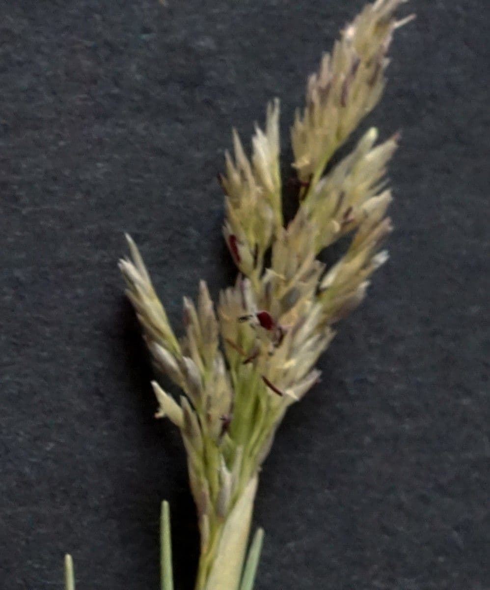 Sporobolus 2