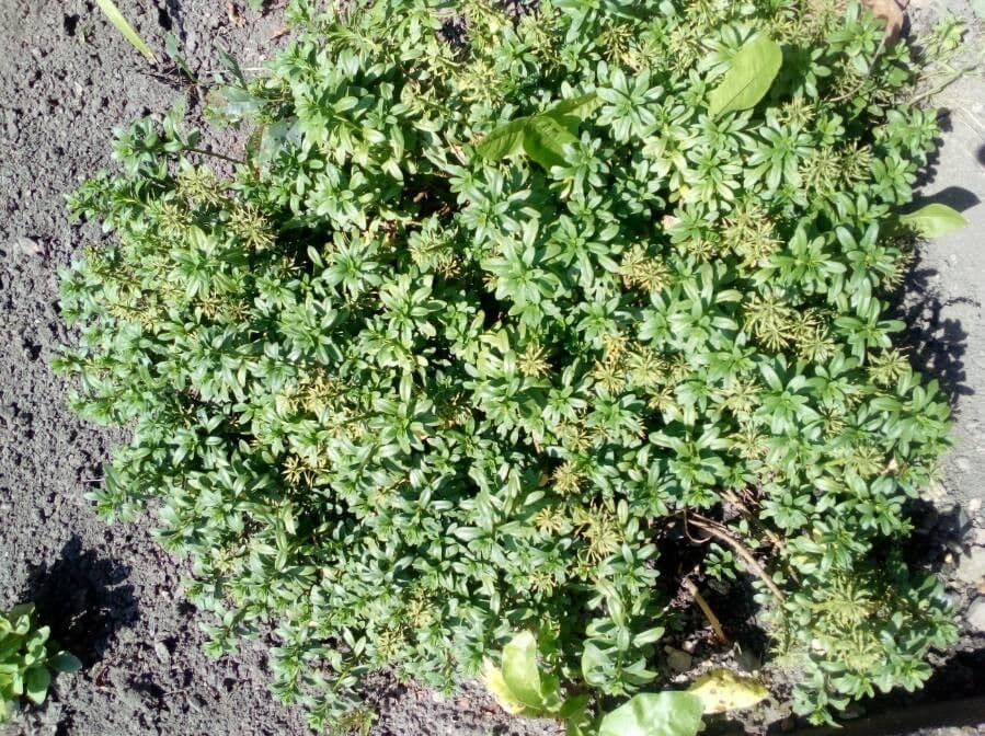 Iberis ciliata 8