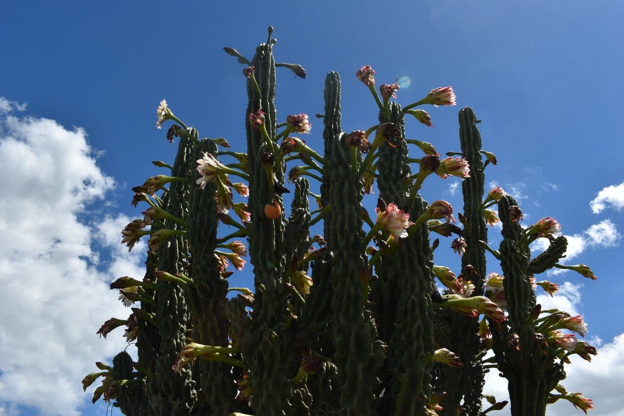 Cactus seto 15