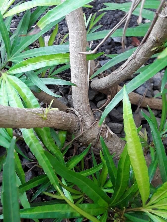 Osmoxylon 21