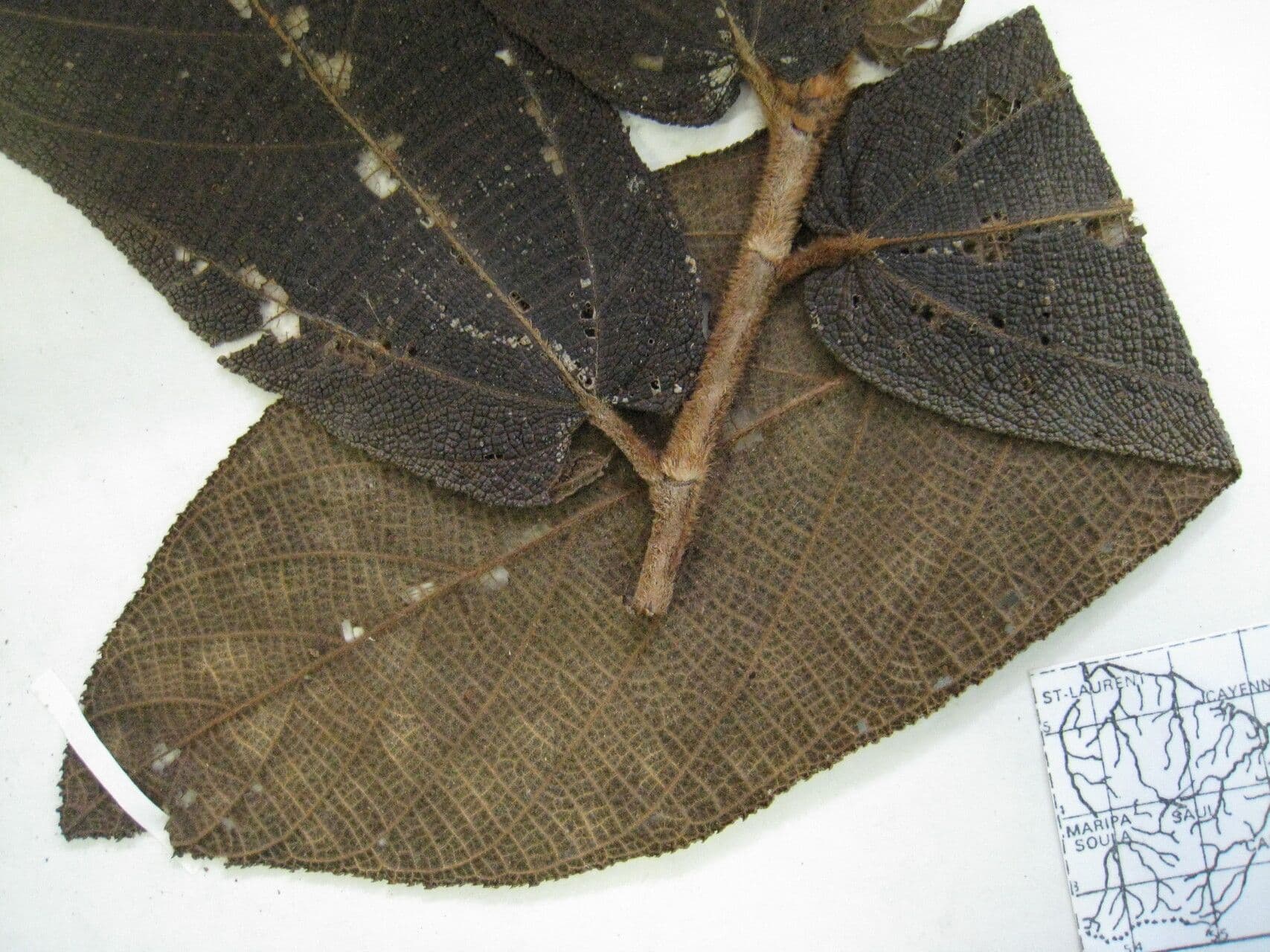 Cortexwood 22
