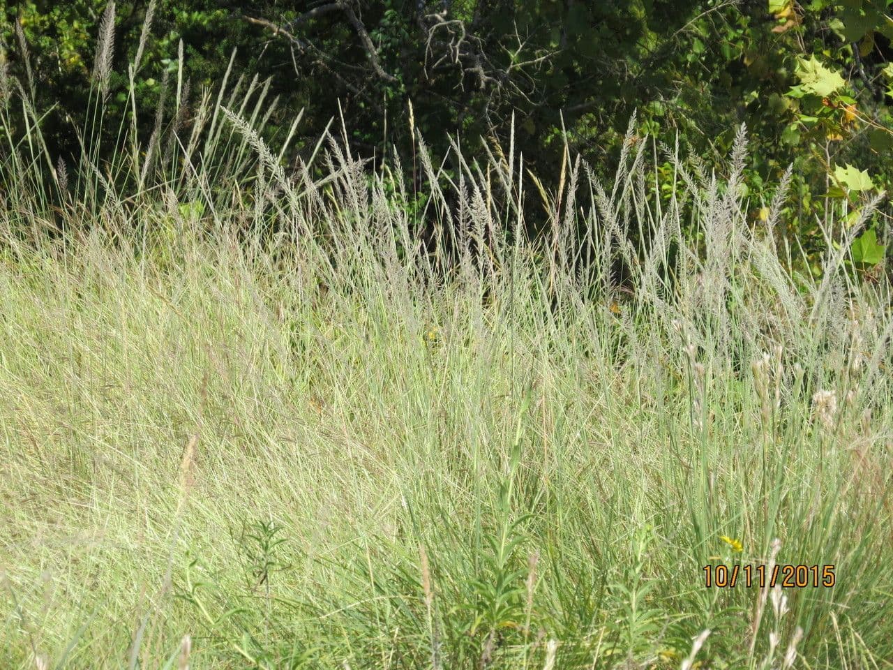 Muhlenbergia 5