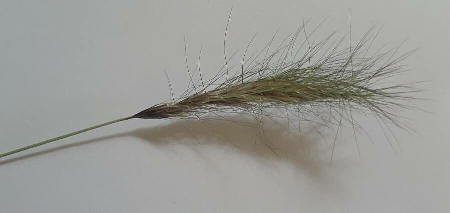 Aristida congesta 2