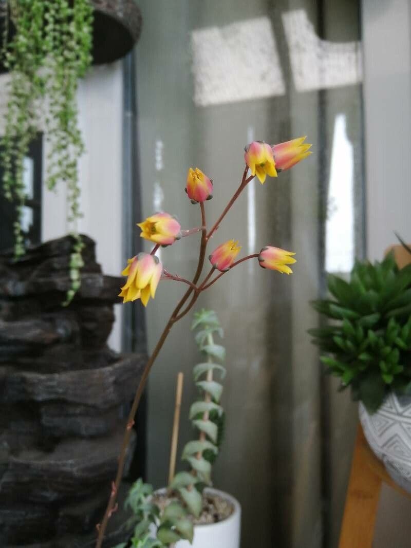 Echeveria 3