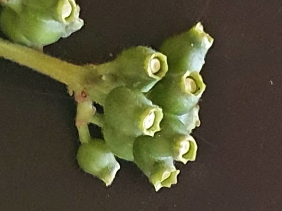 Psychotria 3