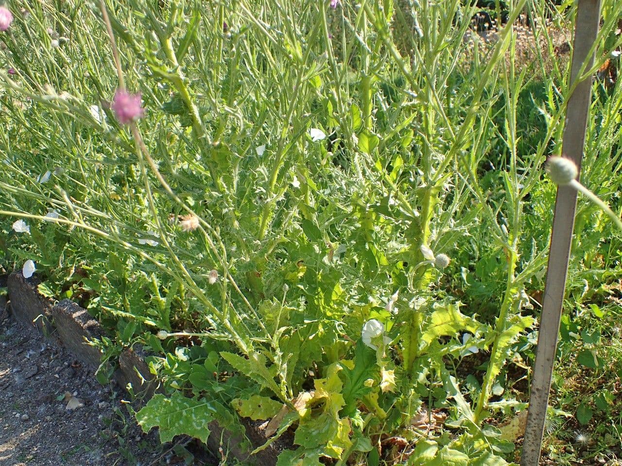 Weißgefleckte Distel 17