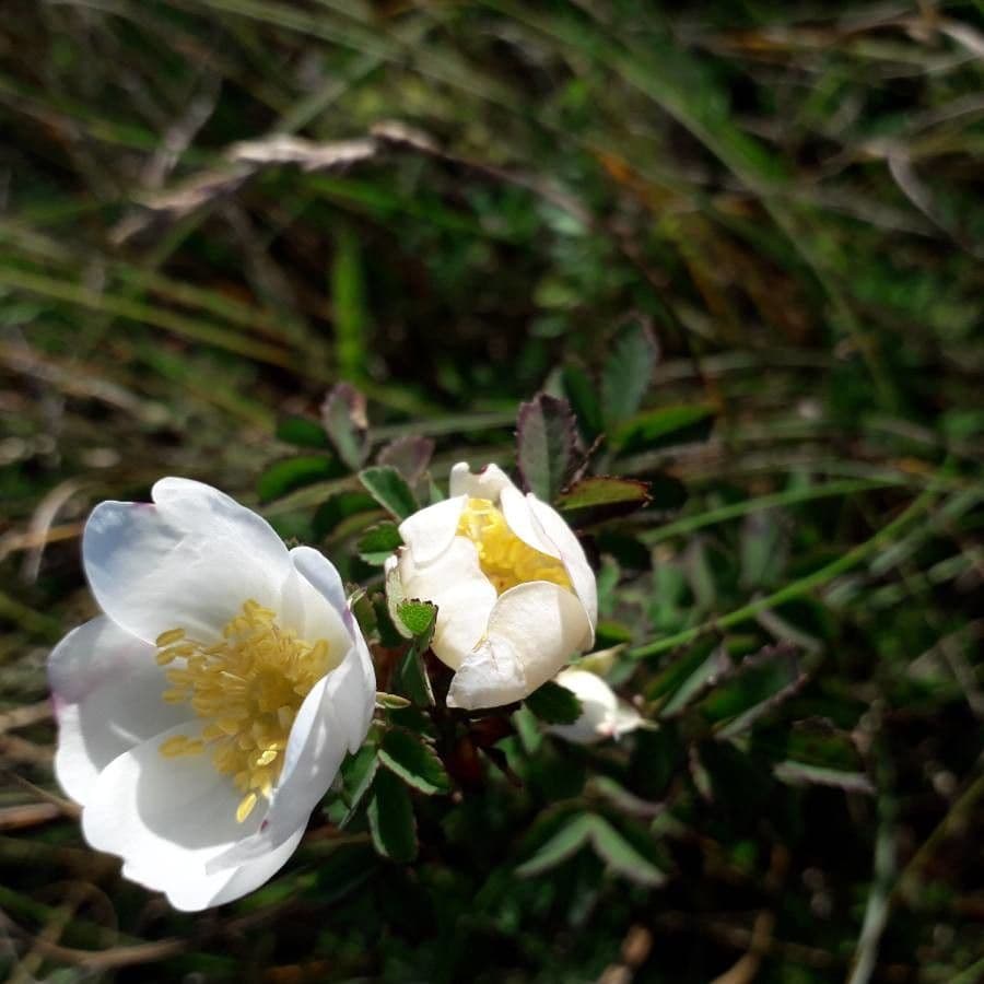 Bibernell-Rose 9