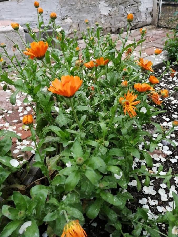 Calendula 30