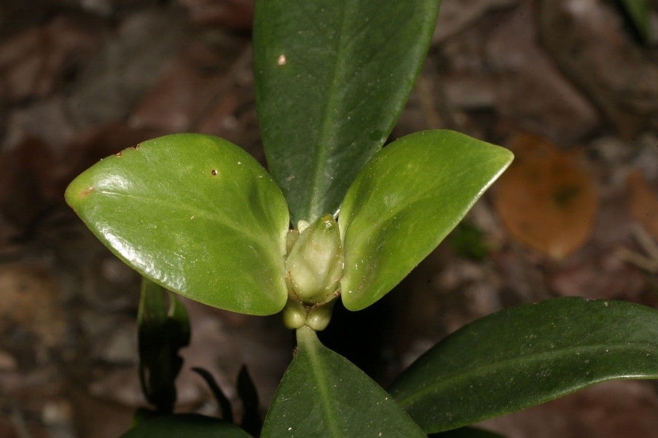 Psychotria 6