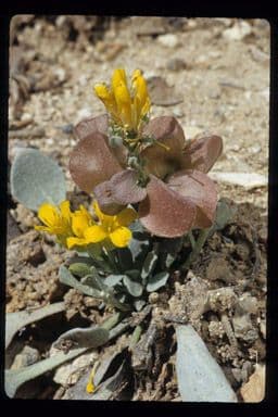Physaria 8