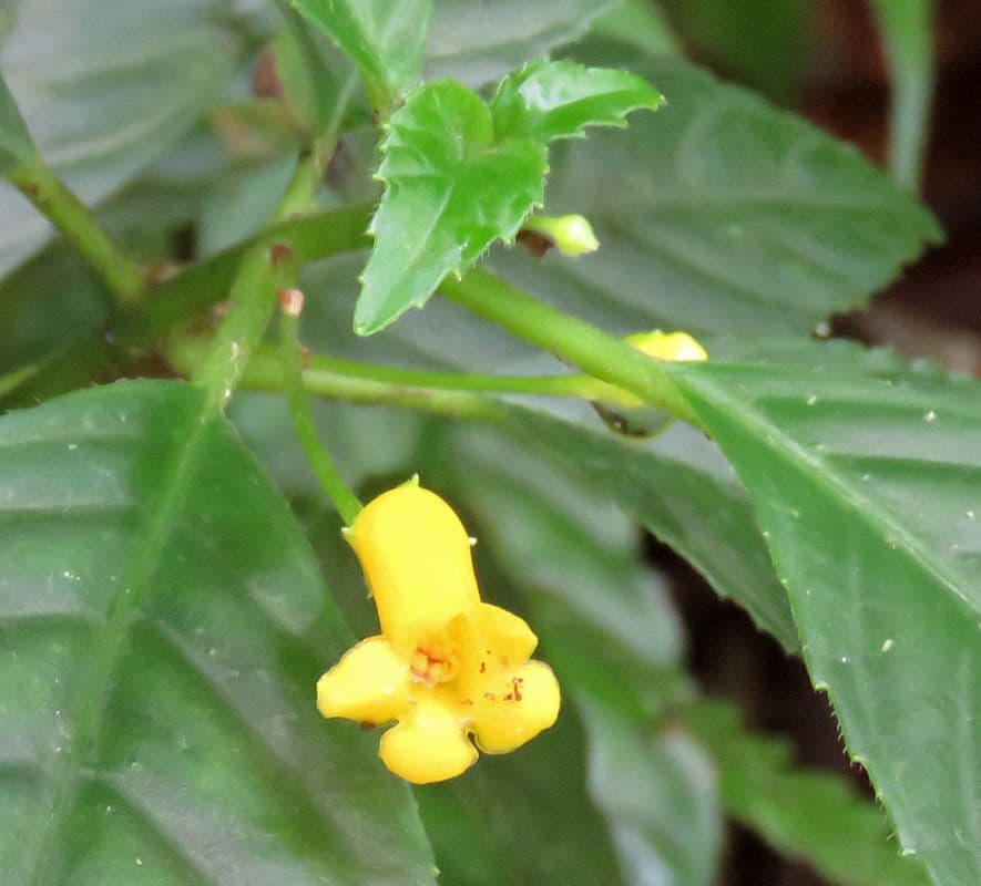 Besleria nitkonohá