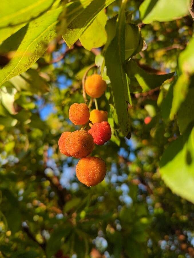 Arbutus menziesii 2