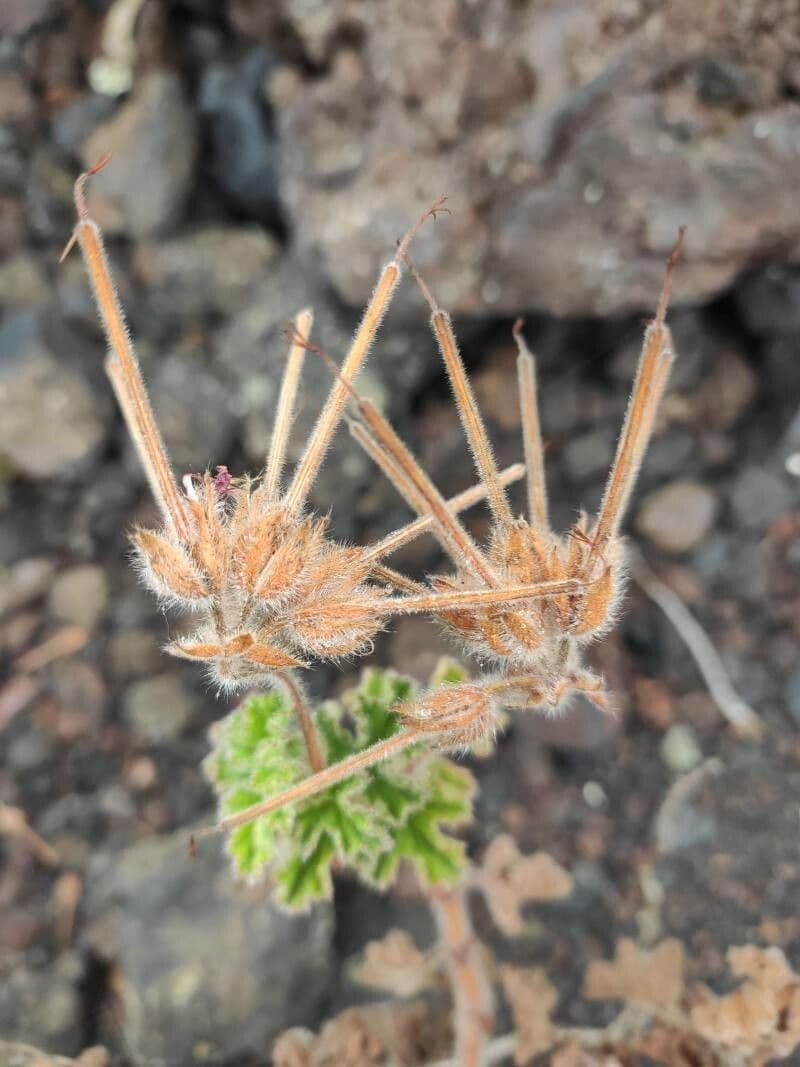 Geranio capitatum